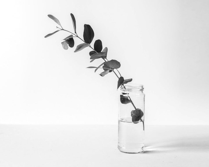 Maecenas nisl lectus imperdiet